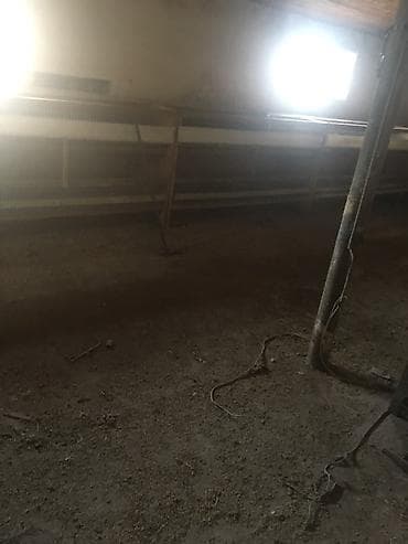 Pişiklər: Bildircin qefesleri var 15ededdir biri 40 awagi yeri olacaq hamisini — 5