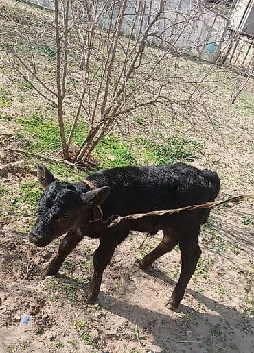 Другие с/х животные: Qara rəngli buzov
 Satılır ərkeydir qiymət 650 AZN — 1
