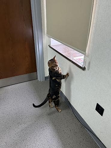 heyvan dermanlari: Benqal, Erkək, Cütləşmə üçün, Ödənişli çatdırılma — 5