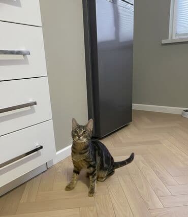 İtlər: Dişi, Yaxşı əllərə — 1