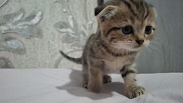 Heyvanlar üçün mallar: Britain Şotland Bala Pişikler Satılır! 5 denedir 1ay 10gunluy — 5