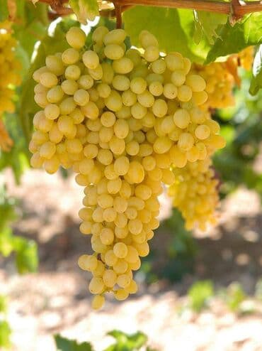 Чай, кофе, напитки: Məhsul: Avatar kişmişi (uzun, barmaq formalı qara üzüm sortu) - — 2