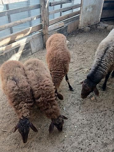quzu: Qoyun və quzu dəstəsi - Növ: Yerli ətlik/yunlu qoyunlar - Tərkib: Ana — 3