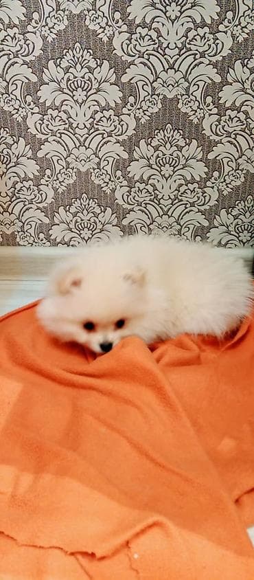 qax heyvan: Шпиц — 1