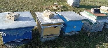 Dovşanlar: 60 yeşik arı ailəsi yeşiklerler bir yerdə satıram buyurub zəng edə — 7