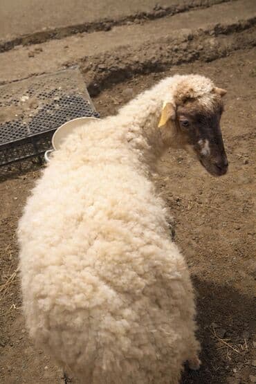 7 ayliq dişi quzu satilir.Yeyimcil heyvandi,vurublar başindan zede