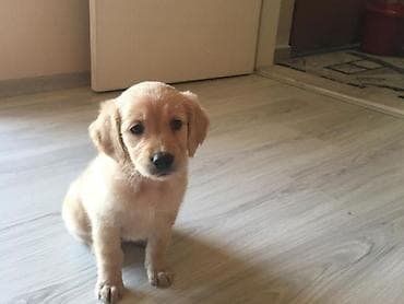 Retriever, 2 ay, Erkek, Peyvəndli, Ünvandan götürmə
