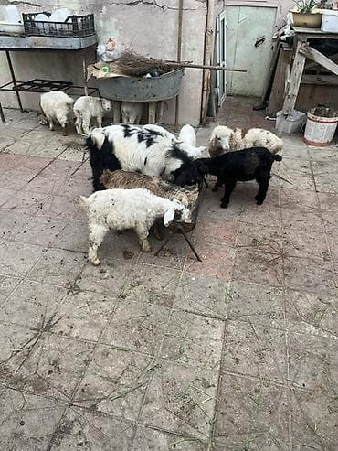 Другие с/х животные: Çəpişlər hamısı ən xırdasınnan böyüyünə qədər süd əmən heyvanlardı — 5