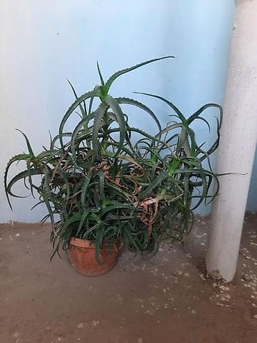 где купить алоэ вера: Böyük ölçülü saksı aloyesi (Aloe spp.) - Bitki: Tikanlı, ətli — 2