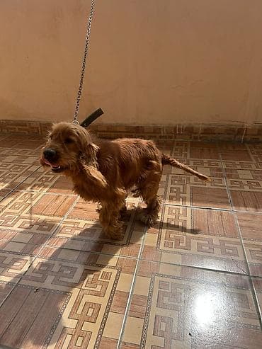 haski sekilleri: Koker spaniyel, 8 ay, Erkek, Ünvandan götürmə — 3