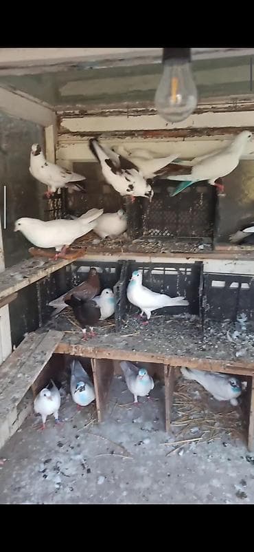 goyercin bazari: Tərgitmə quşlar 15qusdu hamsda ucuzdu qusdardi olarin balalardi kom — 2