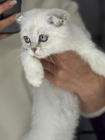 xaski it adlari: Şotland yastı qulaq, Erkək, Dişi, Yaxşı əllərə, Ünvandan götürmə, Pulsuz çatdırılma, Ödənişli çatdırılma — 1