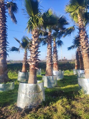 lipa ağacı: Palmalar satilir 2000nen3000manatacqeder — 11