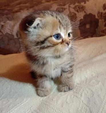 где продаются котята: Золотая шиншилла, Самец, В добрые руки, Платная доставка — 3