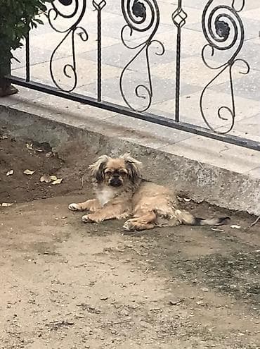 alabaý itleri: Pekines — 2