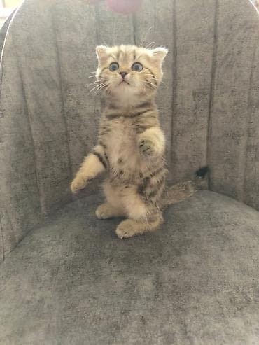 pişik cutlesdirmek: Britan — 4