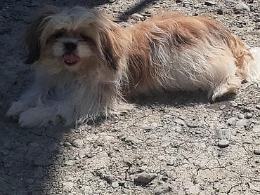 pulsuz it sahiblənmək: Pekines, 8 ay, Erkek, Ödənişli çatdırılma — 1