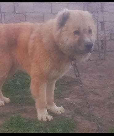 xasqi itleri: Qafqaz çoban iti — 3