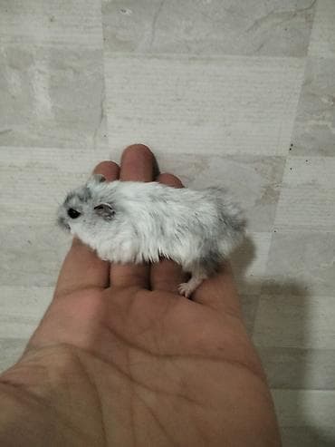 gəmirici: Məhsul: Cırtdan hamsterlər (Djungarian/campbell tipli) Rənglər: tam — 9