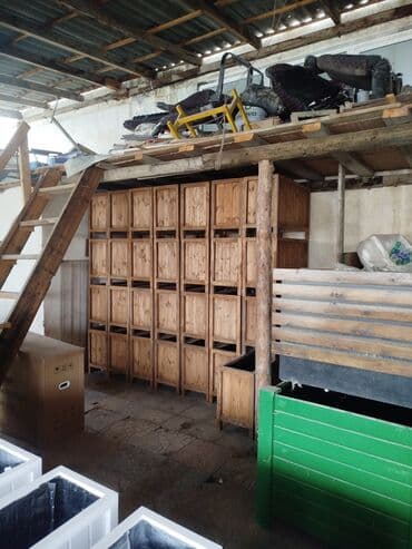 dipcek gul: Sifarişlə Bir başa sexdən.Sex qiymətinə. ♦️Endrim 2025 ▶️İstenilən — 5