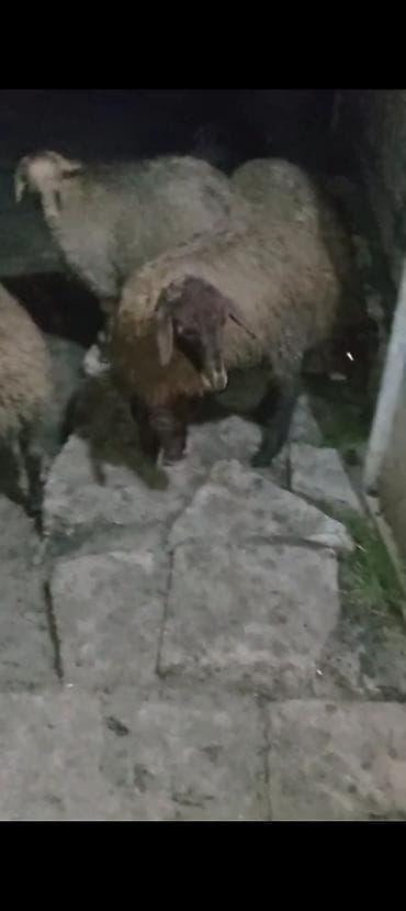 heyvan bazari keci: Qurbanlıq üçün Erkey quzular satılır istəyən olsa yazsın videosunu — 4