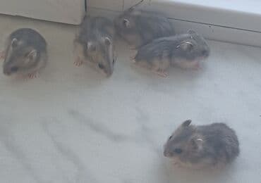 питомники собак в баку: Xamyak (cunqarik balaları) 1 aylıqdılar, ələ tam öyrəşdirilib — 2