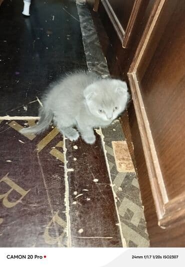 вислоухий кот цена: Шотладская вислоухая, Самовывоз — 2