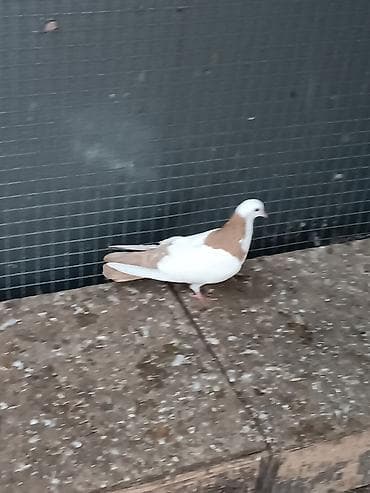 Pişiklər: Təmiz abrez 16 tük maya. Qızğın bala verən quşdu — 5