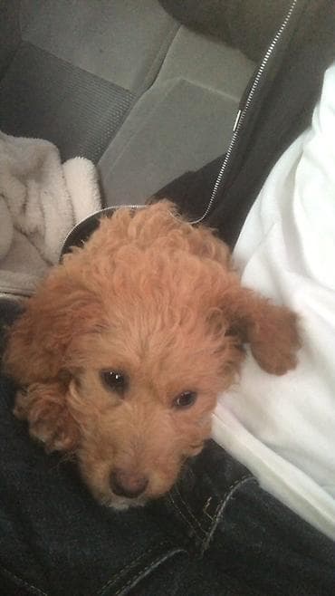 Pudel, 3 ay, Dişi, Peyvəndli, Ünvandan götürmə