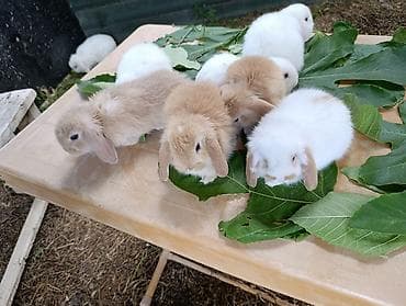 dekorativ dovşan: Mini Lop dekorativ dovşan balaları - Cins: Mini Lop (aşağı sallanan — 6
