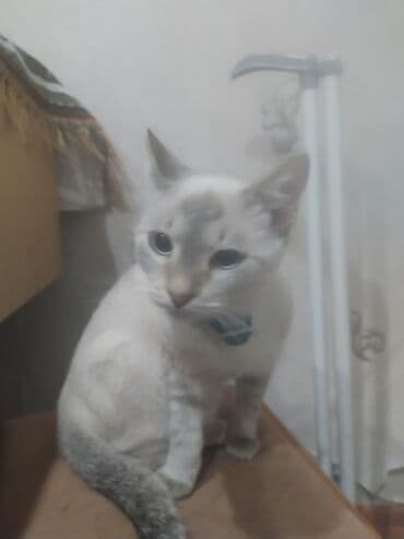 cins inəy: - Ev pişiyi - Rəng: açıq krem ağ bədən, boz-kül rəngli quyruq və — 1