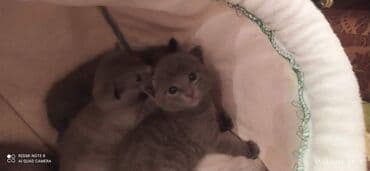 bala pişiklər: Britan, Erkək, Dişi — 7