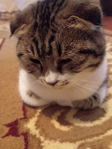 pişik damı: Şotland yastı qulaq, Yaxşı əllərə — 1