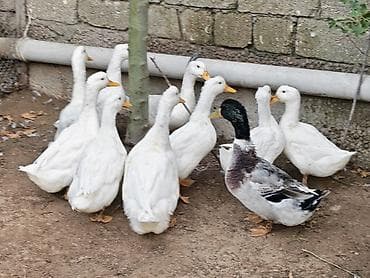 pekin ördək: Dişi, | Kuban, Ətlik, Ünvandan götürmə — 2