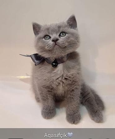 ev pisik: Britan — 4