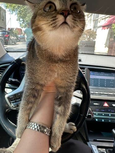 Tabbi, Dişi, Cütləşmə üçün