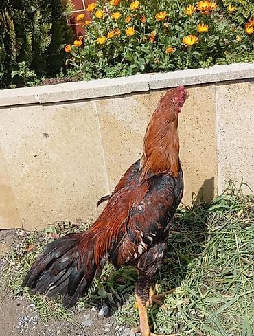 heyratilər: Xoruz, Heyratı, il: 1, Ödənişli çatdırılma — 2