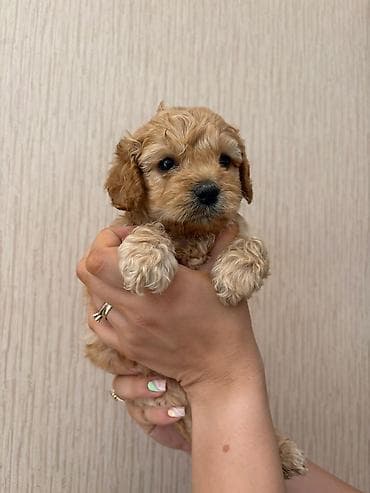 mini toy pudel: Pudel, Peyvəndli — 3