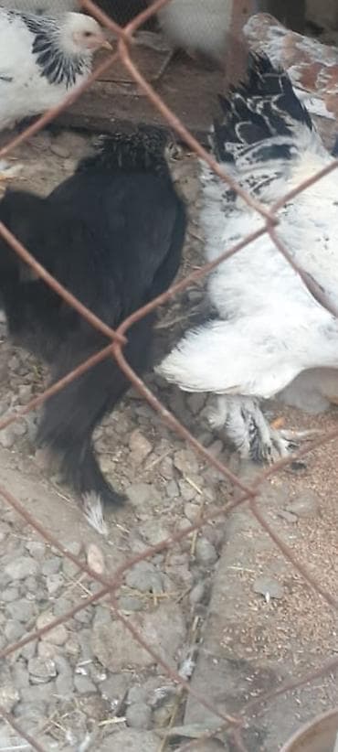 Balıqlar: Yumrta - Rənglər: ağ-qara (kolumbiya naxışlı), qara və qırmızı-ala — 2