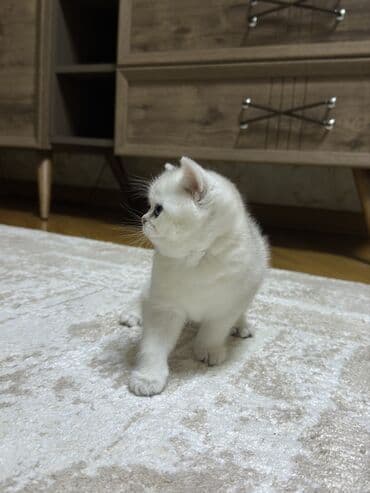 Şinşilla, Erkək, Yaxşı əllərə, Ünvandan götürmə