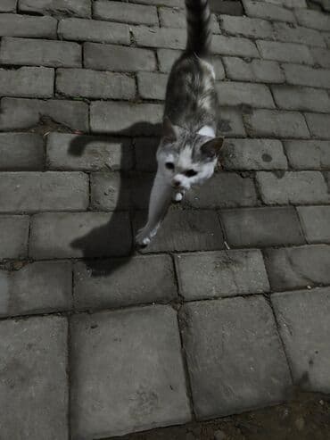 şotlant pisiyi: Dişi — 1