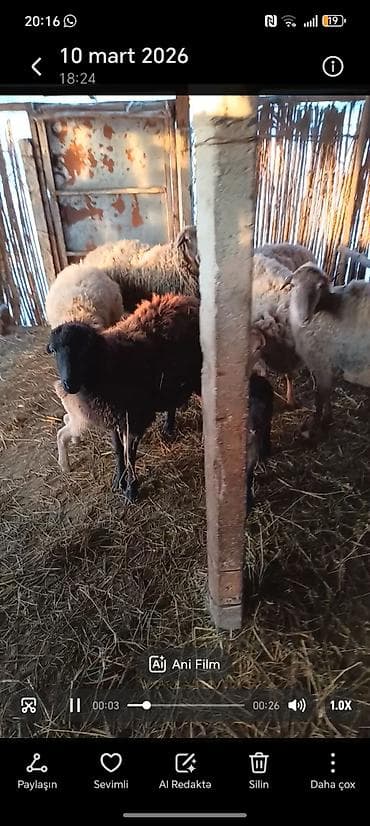 Гуси: Qoyun sürüsü satılır. Məlumat: - Növ: Yerli qoyunlar (qarışıq rənglər — 1