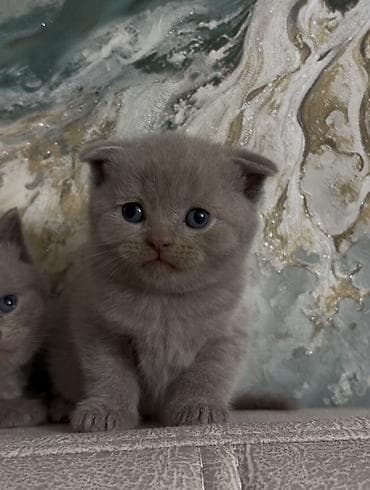 ucuz pişikler: Şotland yastı qulaq — 4