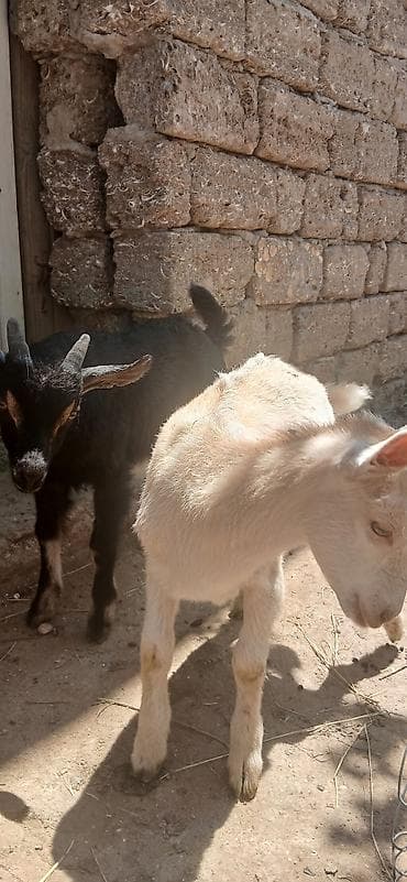 keçi bazarı: Sani kecisi 2 ayliq erkek cepisleri ile tecili satilit.balalar ot — 6