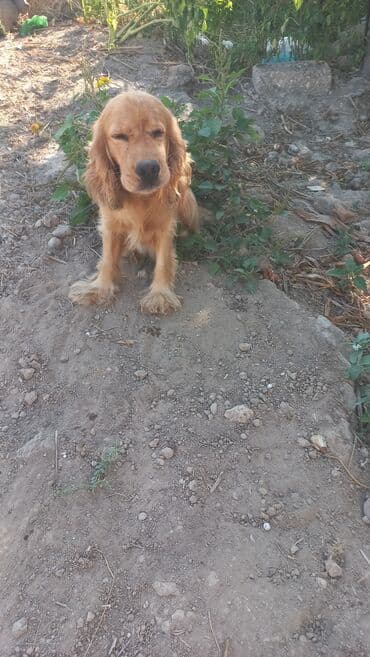 cocker: Koker spaniyel, 2 il, Erkek — 7