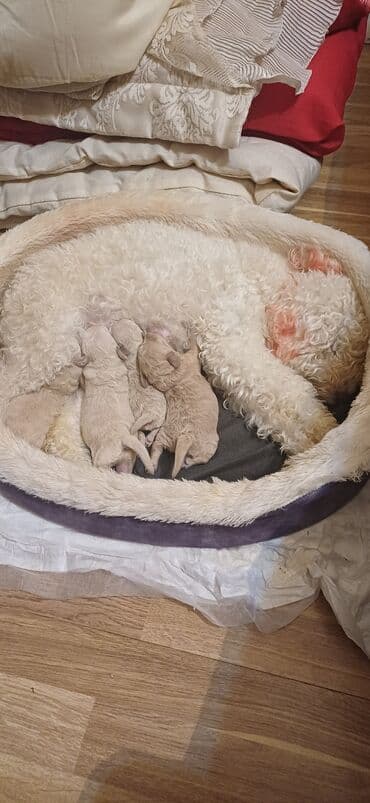 itlərin satşı: Pudel — 1