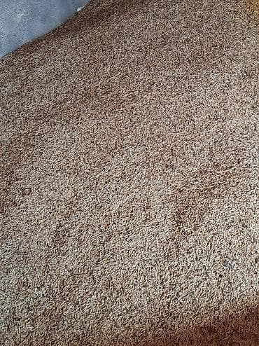 Məhsul: Arpa dənləri (taxıl) Şamaxıda yerli məhsul qara torpaqda