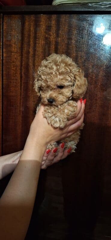 spits it: Pudel — 6