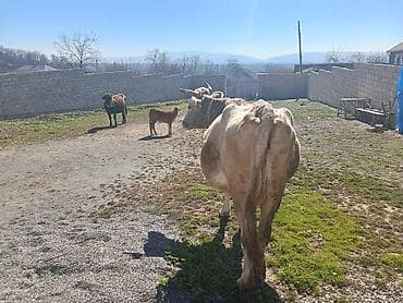 dişi quzu: Süd inəyi – dana ilə birlikdə - Cins: yerli/sarımtıl-boz rəngli — 1