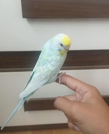 tutuquşu danışan: Məhsul: Dalmatian rəngli dalğalı papuqay (bajırıq) Təsvir: - Növ — 3